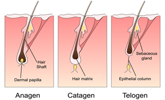 illustration diagram of the 3 phases of the hair growth cycle anagen catagen and telogen, regarding laser diode stacks for hair removal