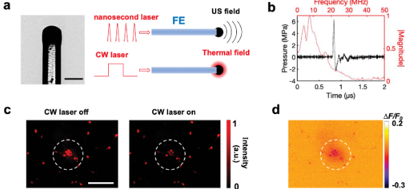 infographic of various components of a neuromodulation study with a CW and a pulsed laser